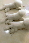 狗狗 趴好了 听话 乖乖的