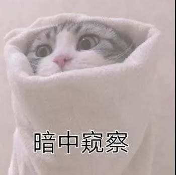 萌宠gif喵星人gif暗中观察gif偷偷看gif搞怪gif逗gif