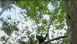 动物 爬树 猴子 综艺 风景