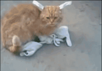 猫咪 戴手套 搞笑 走路