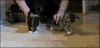 猫咪 抚摸 开枪 装死