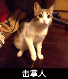 猫咪 可爱 嬉闹 手 击掌人 斗图