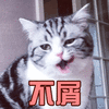 猫 萌宠 喵星人 不屑 soogif soogif出品