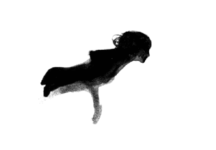 插画 游泳 形象 可爱 美人鱼