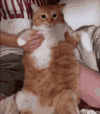 猫咪 萌宠 可爱 喵星人