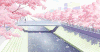 樱花树 花瓣 风景 唯美樱花雨 樱花烂漫
