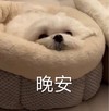 萌宠 汪星人 晚安 我睡啦 呆萌 可爱