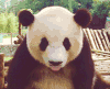 熊猫 panda