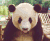熊猫 panda