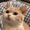 萌宠 猫星人 要抱抱 期待 搞怪 呆萌