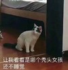 萌宠 猫星人 让我看看是哪个秃头女孩还不睡觉 无奈 呆萌 可爱