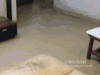 汪星人 戴翅膀 萌 我来了 狗天使