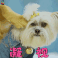 萌宠 狗 凝视 拒绝 soogif soogif出品
