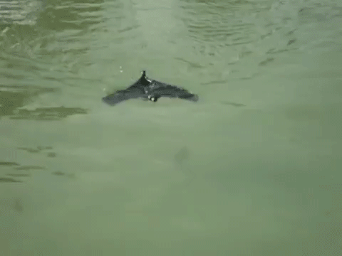 游泳 落水 蝙蝠