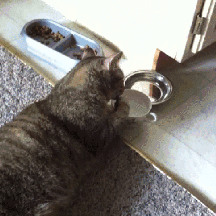猫咪 喝水 爪子 搞笑