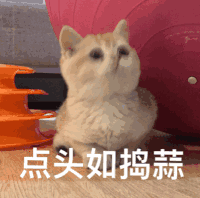 萌宠 喵星人 点头如捣蒜 点头 呆萌 搞怪