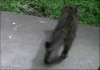 猫咪 一不小心 躺 掉沟里
