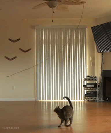 小猫 风扇 窗帘 转圈