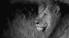 萌宠 狮子 lion