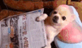 萌宠 吉娃娃 Chihuahua