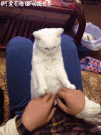 小猫 可爱 白色 萌