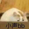 萌宠 喵星人 不敢大声说 小声bb 可爱 呆萌