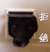 萌宠 拒绝