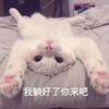 萌宠 喵星人 我躺好了吧 你来吧 呆萌 可爱