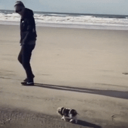 小狗 大海 跑步 海浪