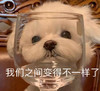 萌宠 汪星人 我们之间变得不一样了 无奈 呆萌 可爱
