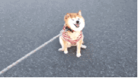 狗狗 不听话 拒绝 不走