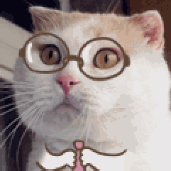 猫咪 眼镜 领带 白毛