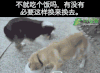 狗狗 吃货 二货 逗比