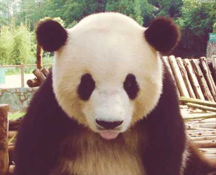 大熊猫 可爱 国宝 萌萌哒