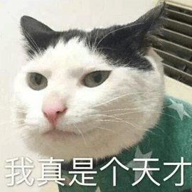 天才 自恋 猫