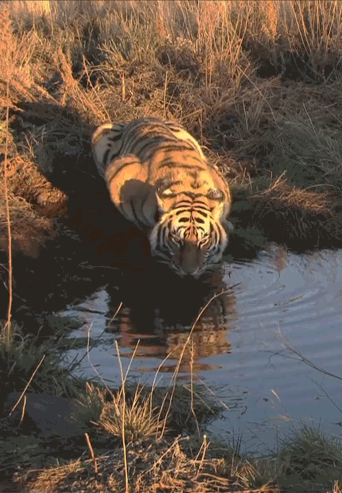 老虎 喝水 可爱 动物