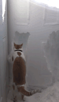 猫咪 挠墙 可爱 搞笑