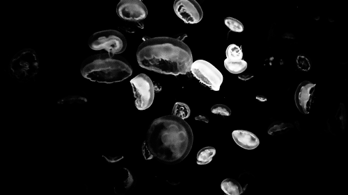 水母 黑白 游动 美丽