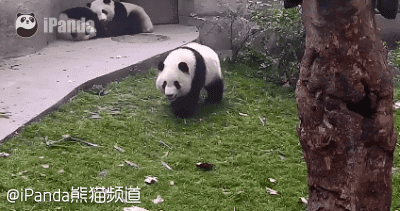 大熊猫 国宝 打滚儿 萌