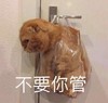 萌宠 汪星人 不要你管 你走开 呆萌 可爱