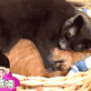 动物 可爱 萌 宠物 猫 喵星人