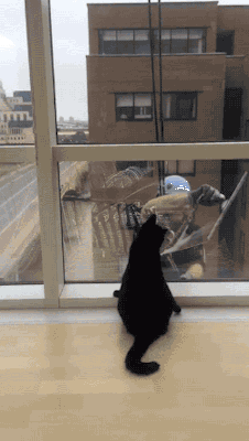 猫咪 可爱 窗户 消防员