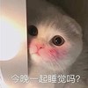 萌宠 猫星人 今晚一起睡觉吗 邀请 呆萌 可爱