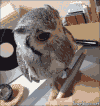 猫头鹰 冷漠 萌宠 写作  owl