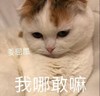 萌宠 猫星人 委屈屈 我哪敢啊 可怜 搞怪 逗