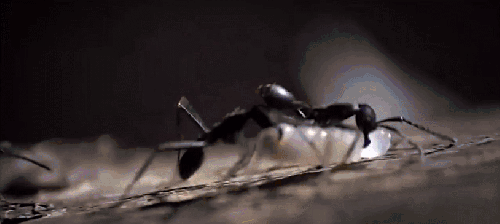 大迁徙 搬食物 昆虫 纪录片 蚂蚁