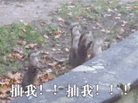 动物 搞笑 亮点