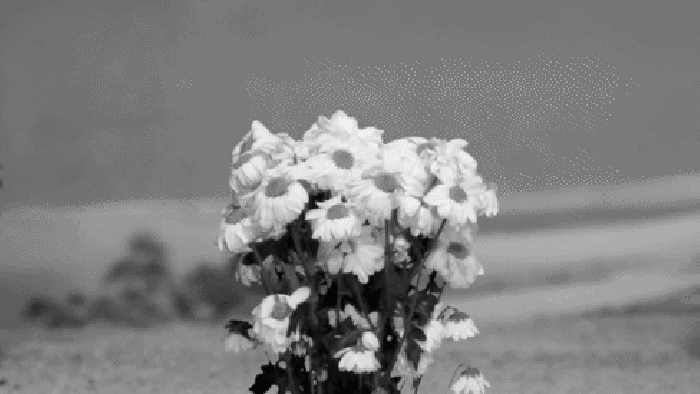 花朵 开放 小花 黑白