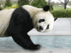 熊猫 俯卧撑 呆萌 污 panda