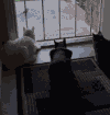 猫咪 狗狗 惊吓 搞笑